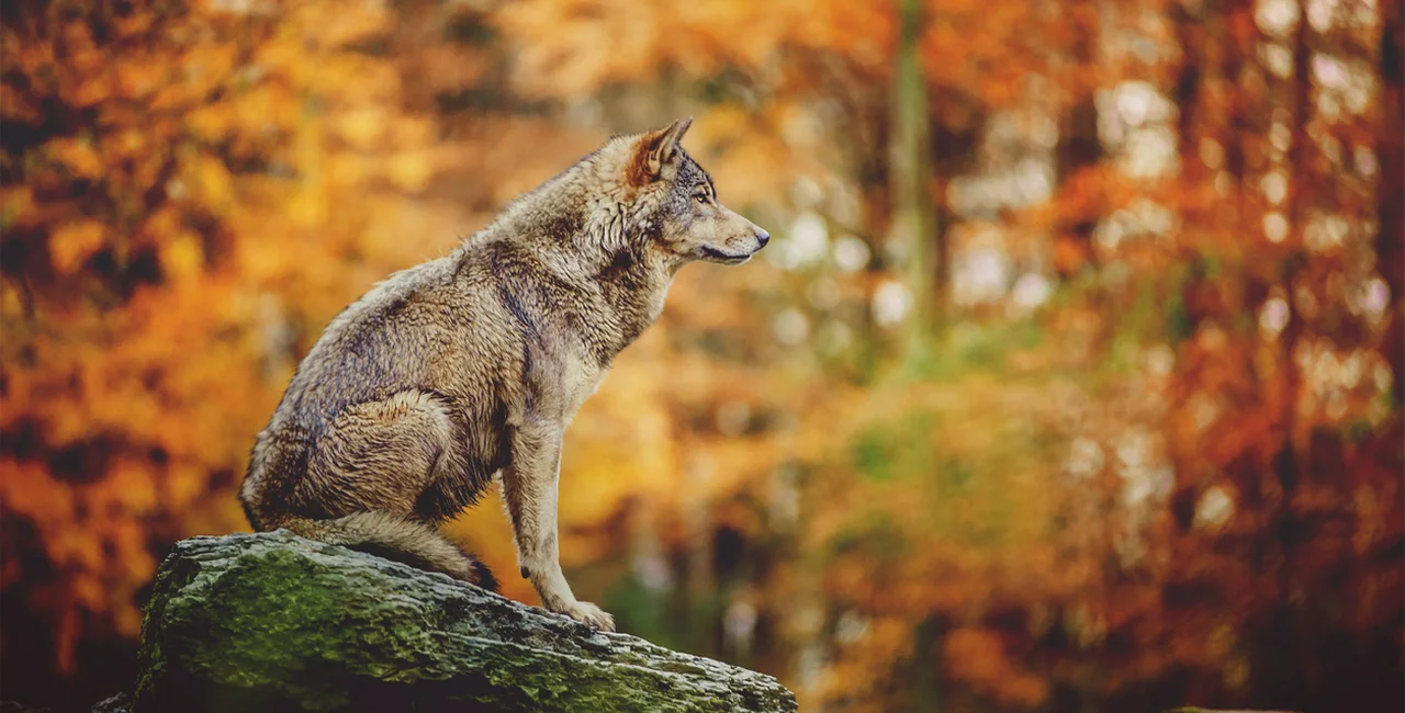 Wolf in the autumn forest via iStock / Veronika Dvořáková