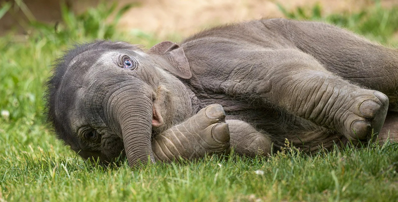 Prague Zoo's newest resident via Facebook / Zoo Praha, Petr Hamerník