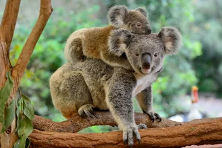 Prague Zoo has raised 23 million crowns to support fire-afflicted Australian wildlife