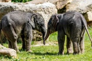 Prague Zoo’s baby elephants to be named at a public ceremony this Sunday