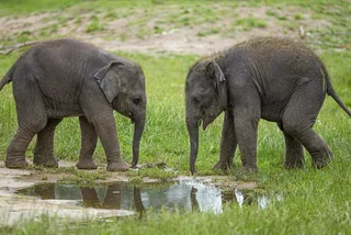 Prague Zoo’s baby female elephants now have names