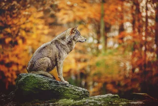Up to 80 wild wolves roam the Czech Republic, and shepherds aren’t happy