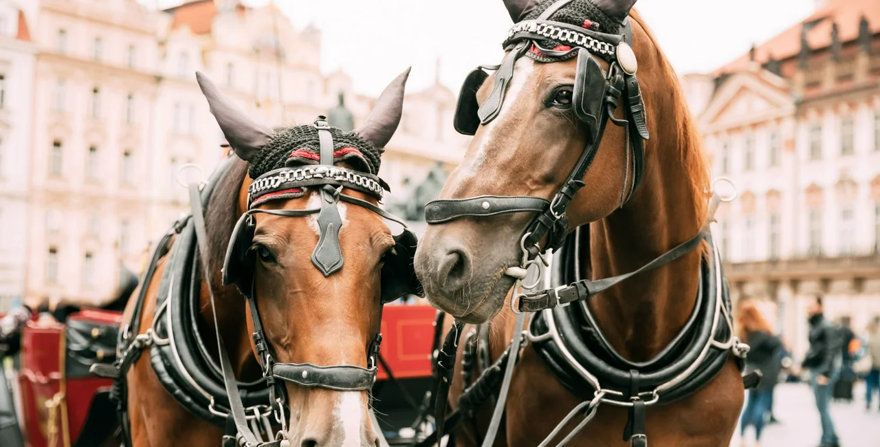 Prague, Czech Republic. Two Horses In Old-fashioned Coach At Old Town Square / photo iStock @bruev