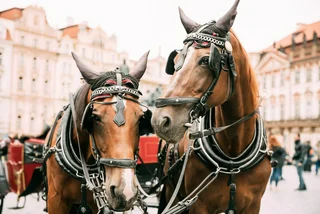From London to Paris, horse-drawn carriages are being banned; Prague could be next