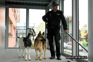 Kladno police detain goat, dog on unsupervised trip to the city