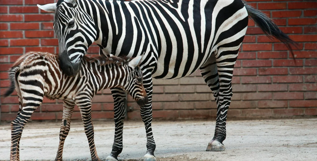 Maneless zebra photo via archives of the Liberec Zoo