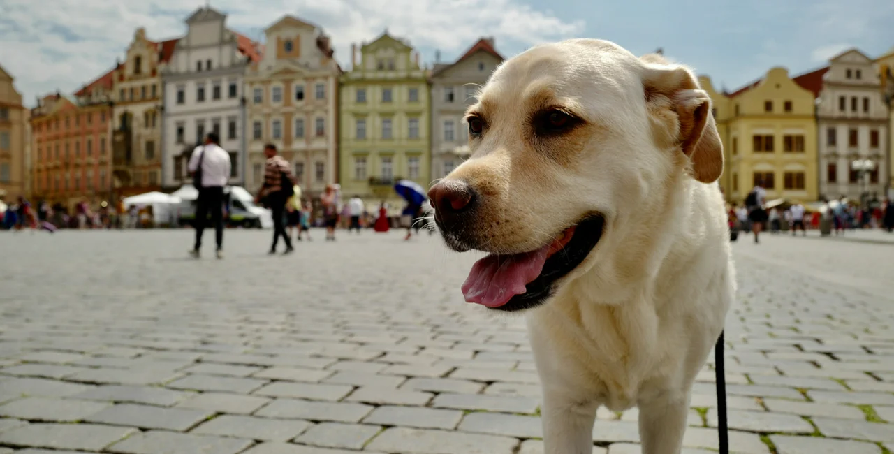 Yellow Labrador in Prague's Old Town Square via iStock / mauinow1 