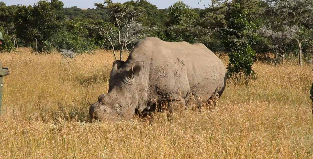 Northern white rhino in the Ol Pejeta Conservancy / Wikimedia commons, CC BY 3.0