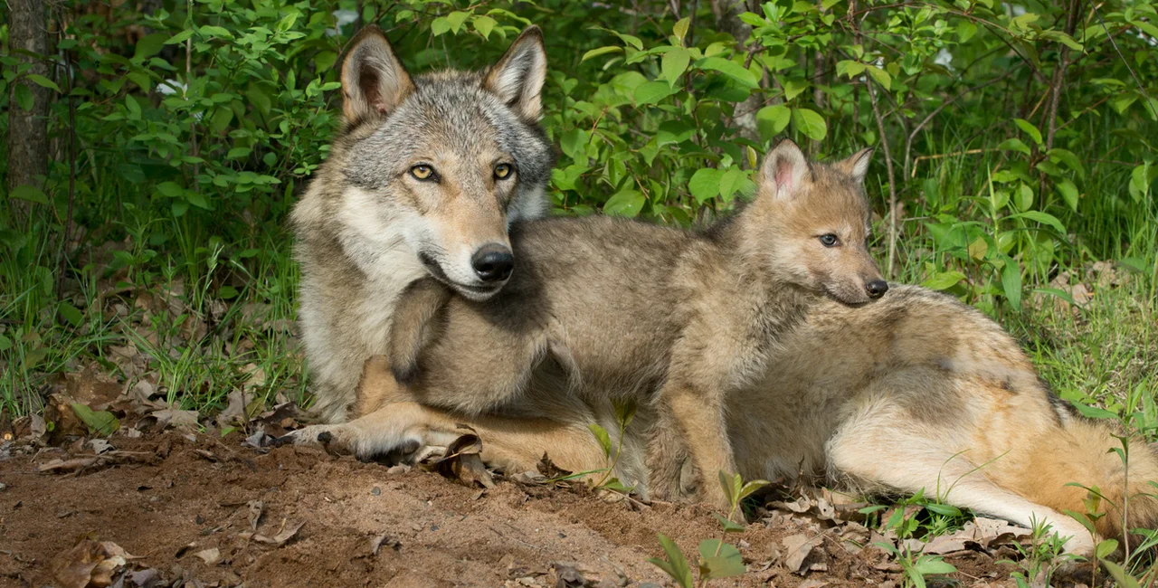 Wolf mother with her pup via iStock / anneklassen38 (illustrative photo)