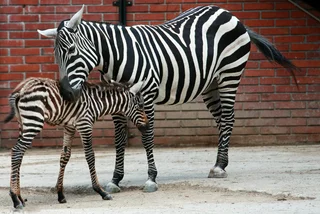 Plzeň zoo joins efforts to save endangered species of maneless zebra