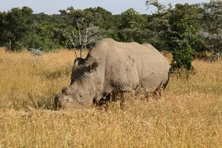 This Czech zoo is working to save near-extinct northern white rhinos via IVF