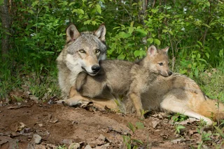 Video: Young wolves spotted in the Beskydy Mountains, first confirmed breeding