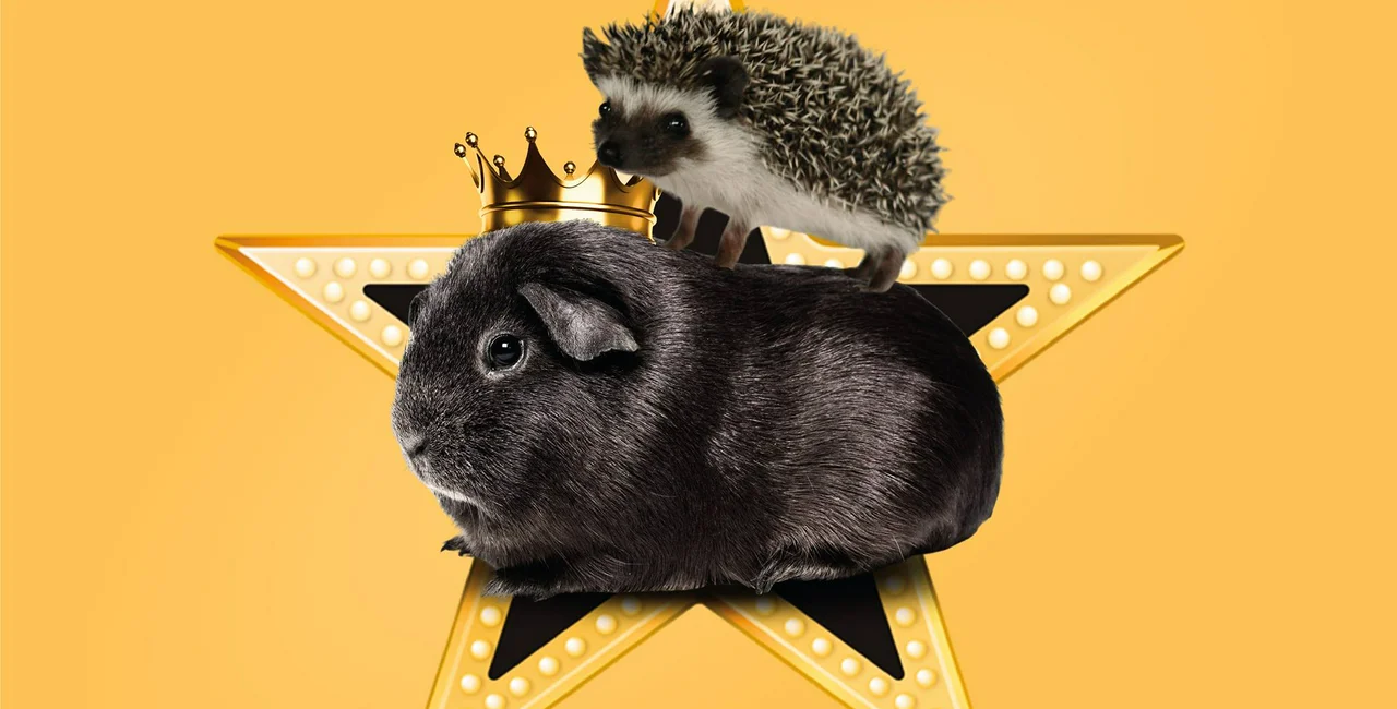 This weekend visit an outdoor exhibition of guinea pigs and hedge hogs in Prague