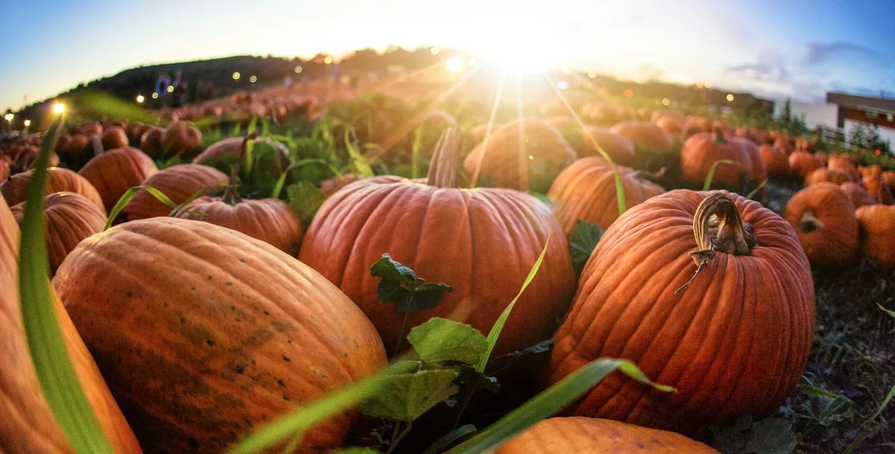 Sunset over a grassy field with hundreds of pumpkins laid out as far as the eye can see.