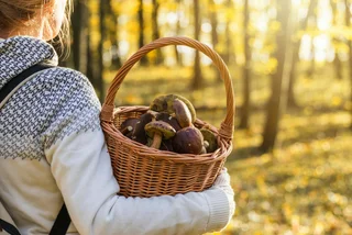 Autumn's best in a basket: how to forage for mushrooms like a Czech