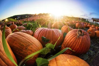 Pumpkins, cider, and color walks: a complete guide to autumn in the Czech Republic
