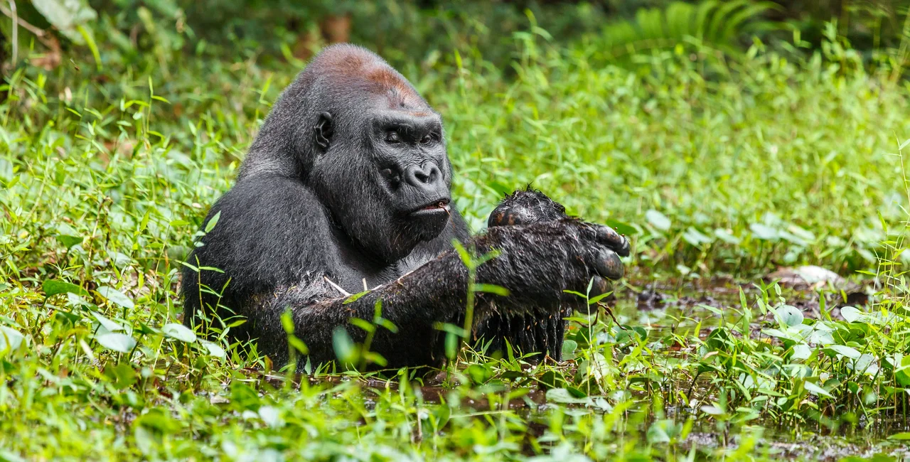 Prague Zoo is helping preserve the native habitat of lowland gorillas in Cameroon through educational activities. Photo: Prague Zoo / Miroslav Bobek