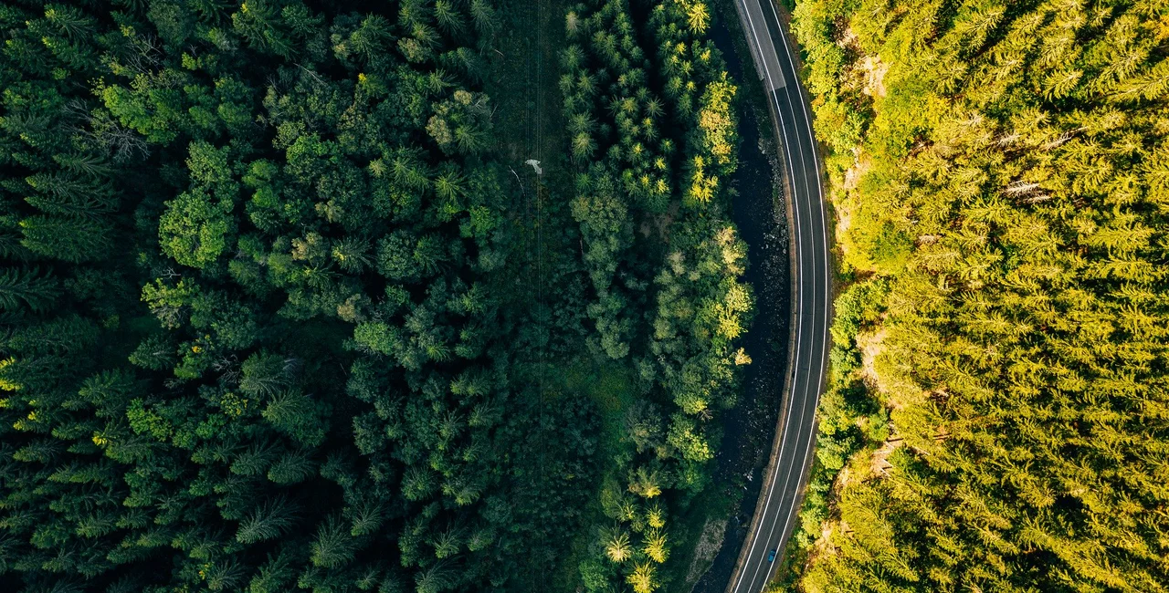 Five great urban forests to explore during lockdown