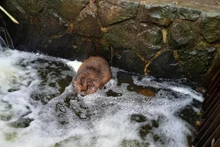 Prague forest officials rescue curious young beaver trapped in a Stromovka park drain