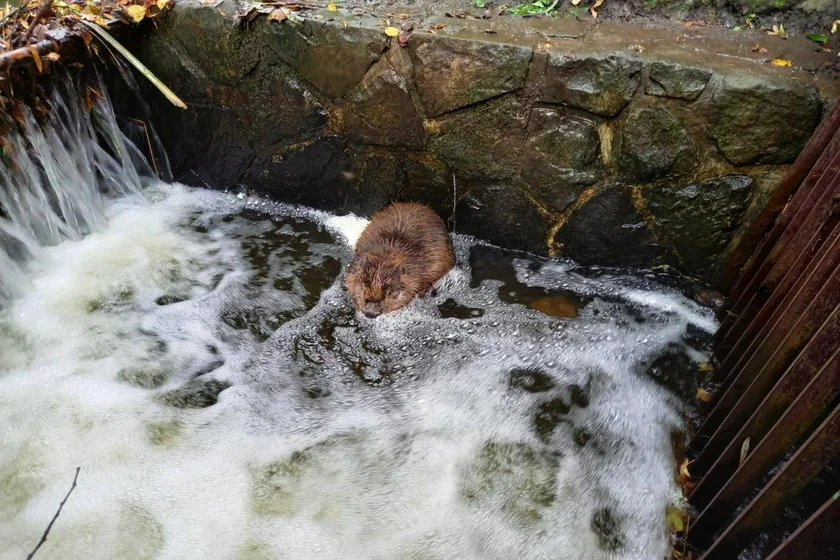 Beaver trapped in Stromovka / via Municipal Wildlife Rescue Station