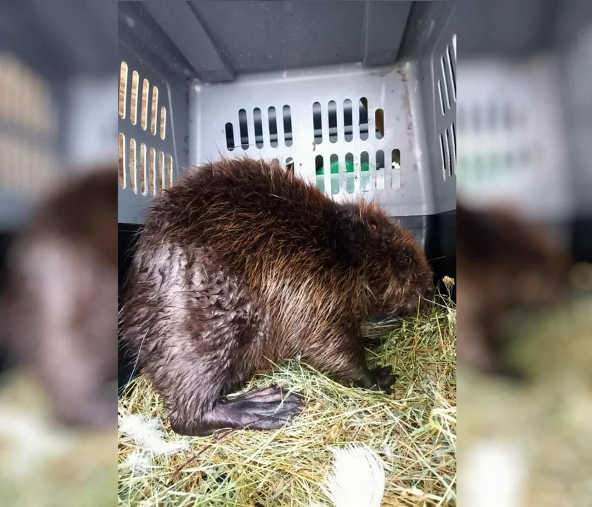 Beaver in a carrying case / via Municipal Wildlife Rescue Station