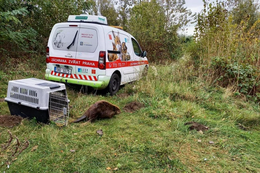 Beaver released in Troja / via Municipal Wildlife Rescue Station