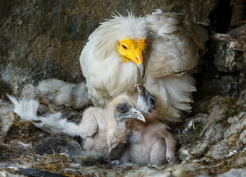 The endangered scavenger vulture. Photo by Václav Šilha