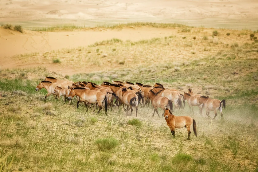 The Prague Zoo was responsible for saving Převalský's horses from extinction and is successfully returning them to nature.