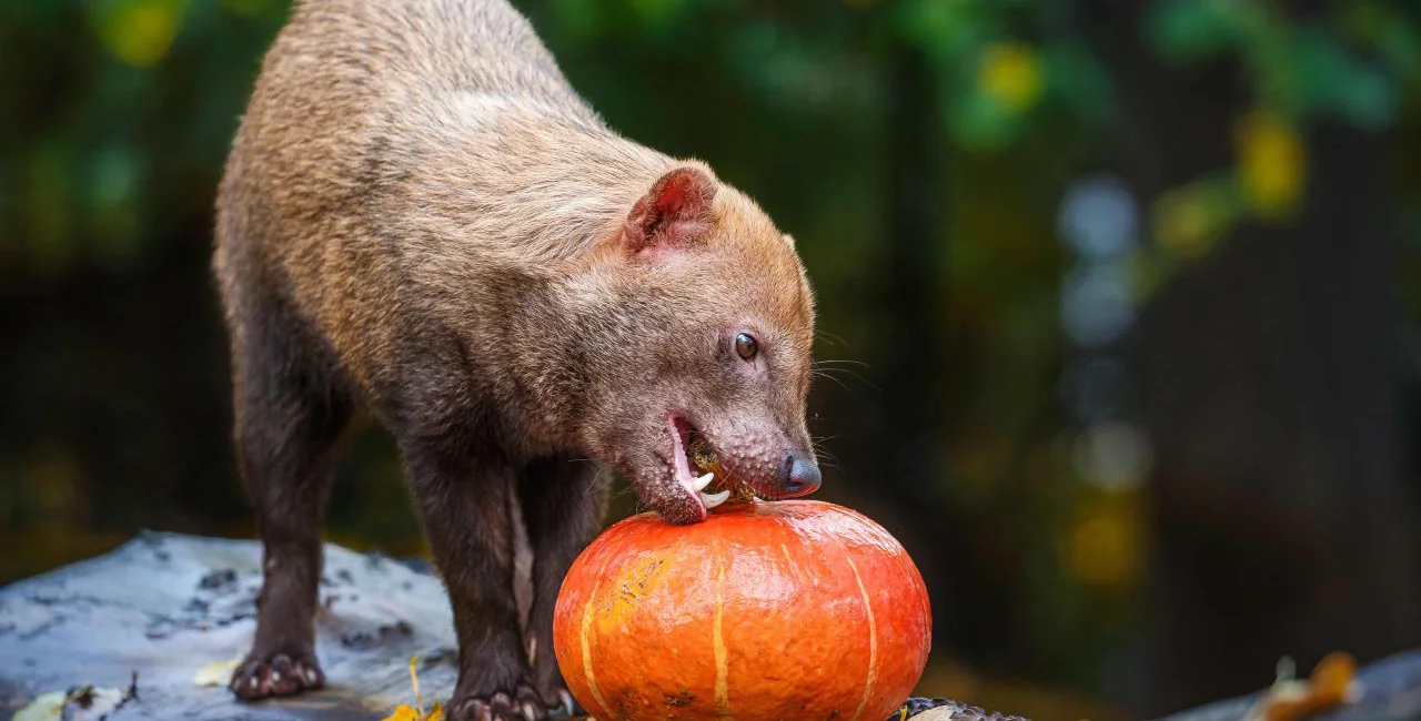 A bush dog chows down on a pumpkin