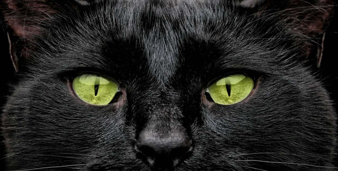 Green cat eyes (photo via iStock / @vectorarts)