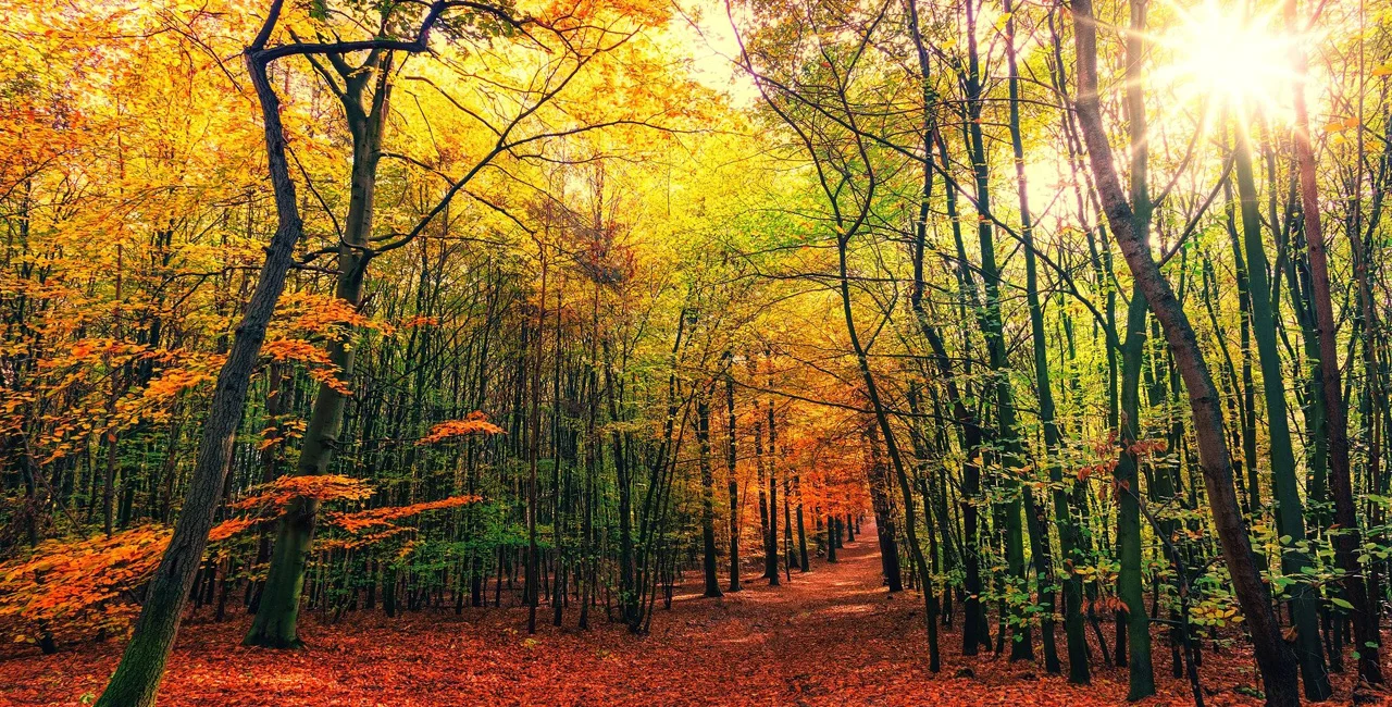 Sunny autumn day in a forest setting via Pixabay / jplenio