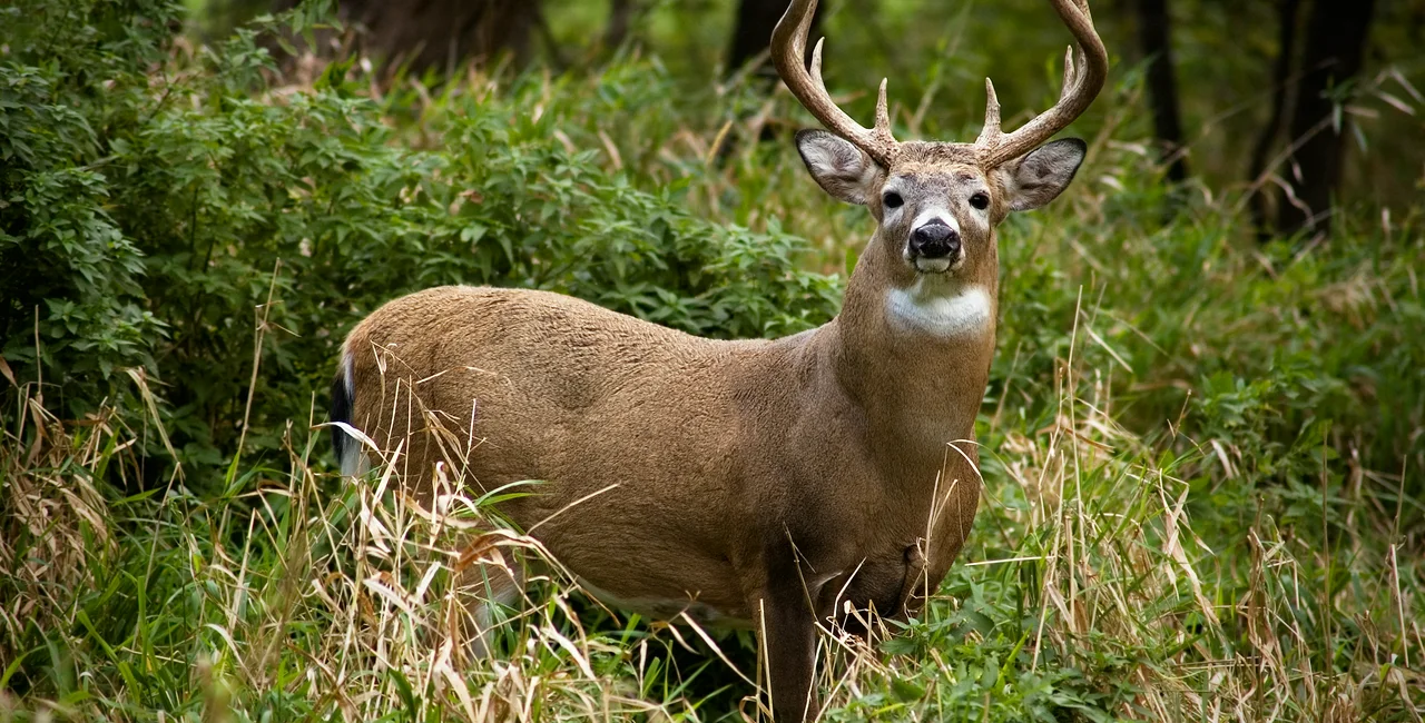The deer took the gun, but it has yet to be located. (photo: iStock / nater23)
