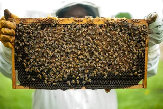 Czech beekeepers suffer worst season in 50 years, and honey prices may rise as a result