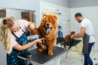 Dog getting groomed in pet salon. (photo: iStock / Group4 Studio)