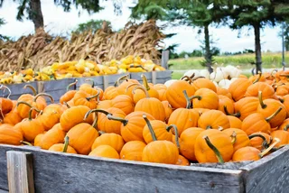 This Czech pumpkin patch operates on an honor system, and most people pay for their pumpkins