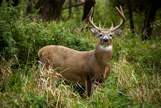 Oh Deer! Gun taken by deer in Český Krumlov hunting incident