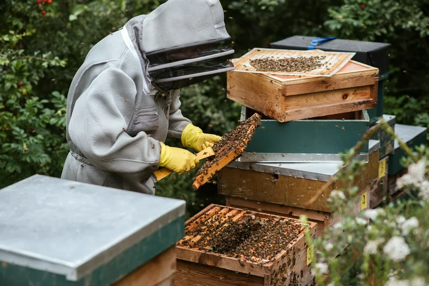 A beekeeper manages his hive. Photo by Anete Lusina from Pexels