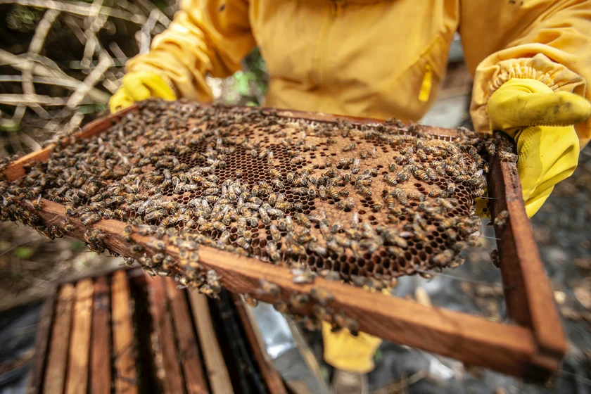 A beekeeper managing his hive. Photo by FRANK MERIÑO from Pexels