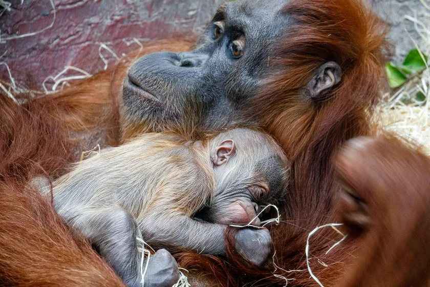 A rare Sumatran orangutan was born at the Prague Zoo (photo: Miroslav Bobek, Prague Zoo)