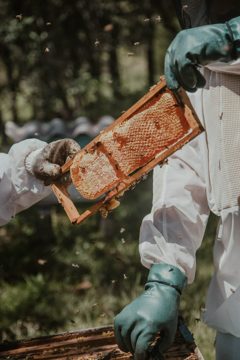 Beekeepers. Photo by Arthur Brognoli from Pexels