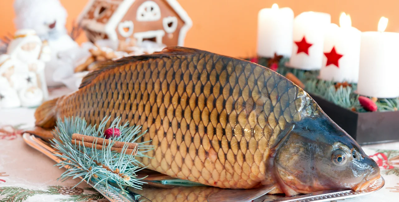 Why do Czechs eat carp for Christmas?