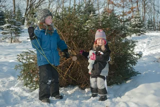 On the hunt for that perfect Christmas tree? Here are some tips