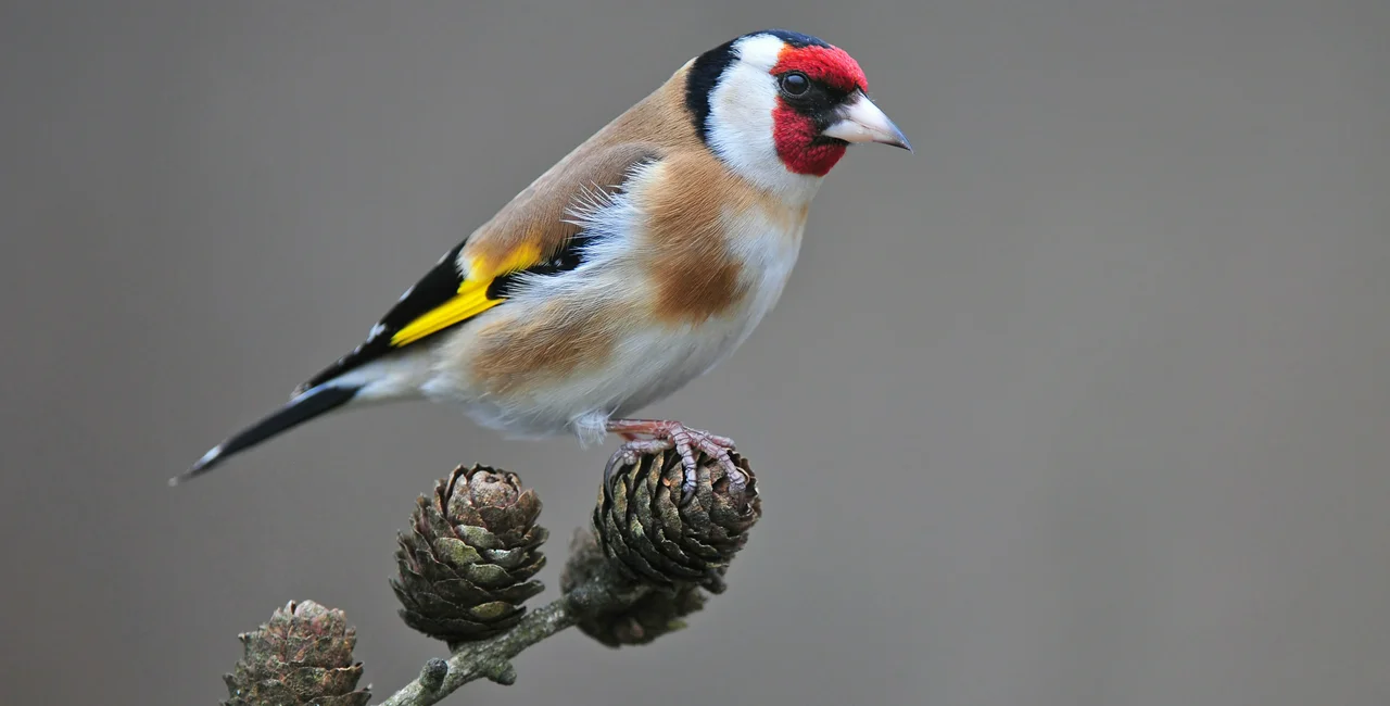 Home bird watching has surged in the Czech Republic during lockdown / photo of a goldfinch via 