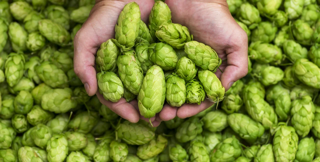 Hops are a key ingredient of beer. (photo: iStock)