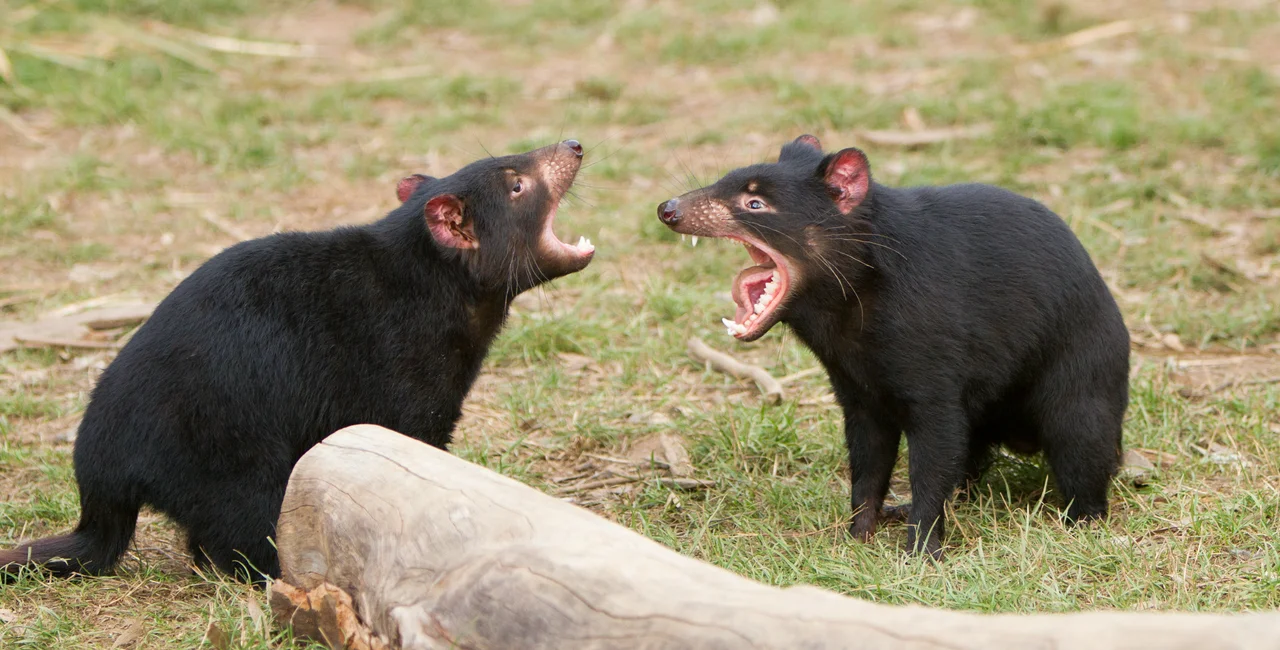 Tasmanian devils via iStock / CraigRJD