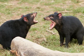 Tasmanian devils via iStock / CraigRJD