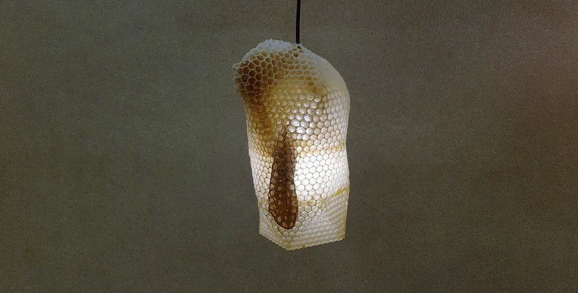 The lampshades have been made by bees! Photo: Eduard Seibert