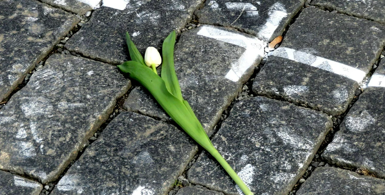 Flower at Old Town Square between crosses in memory of those that died of COVID. (Photo: Raymond Johnston)