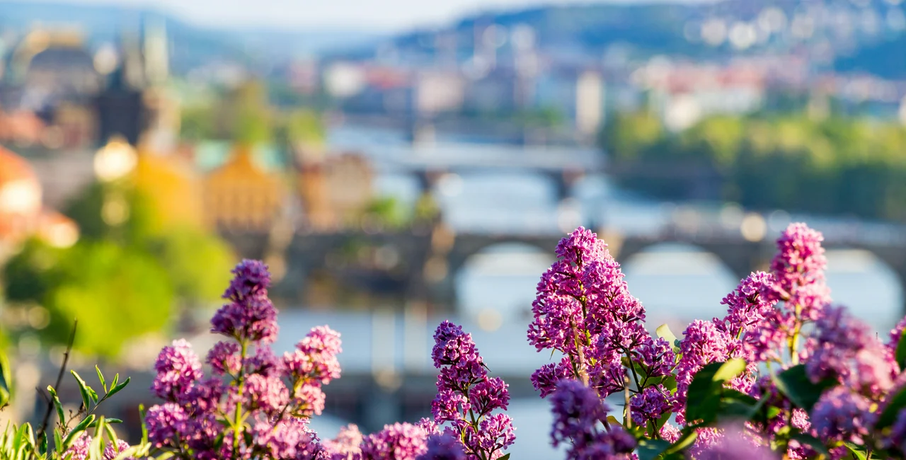 Temps could reach 20°C by the end of March (Photo: Lilacs against Vltava River and Charles Bridge / iStock - DaLiu)