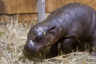 Newborn hippo via Simona Jiřičková / Safari Park Dvůr Králové